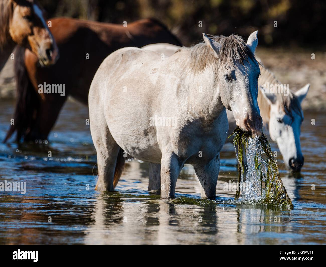 Una banda di cavalli selvatici che risiedono nella zona di Lower Salt River vicino a Phoenix, Arizona, pascolano nel fresco fiume che scorre raccogliendo le erbe abbondanti Foto Stock