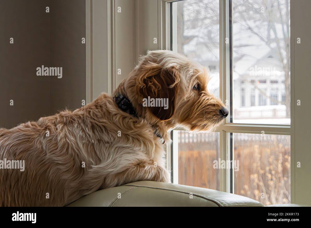 Il giovane cane Goldendoodle attende alla finestra in una giornata invernale innevata, riposandosi su un divano verde pallido in una stanza con pareti chiare. Morbido, pastello, atmosfera tranquilla. Foto Stock