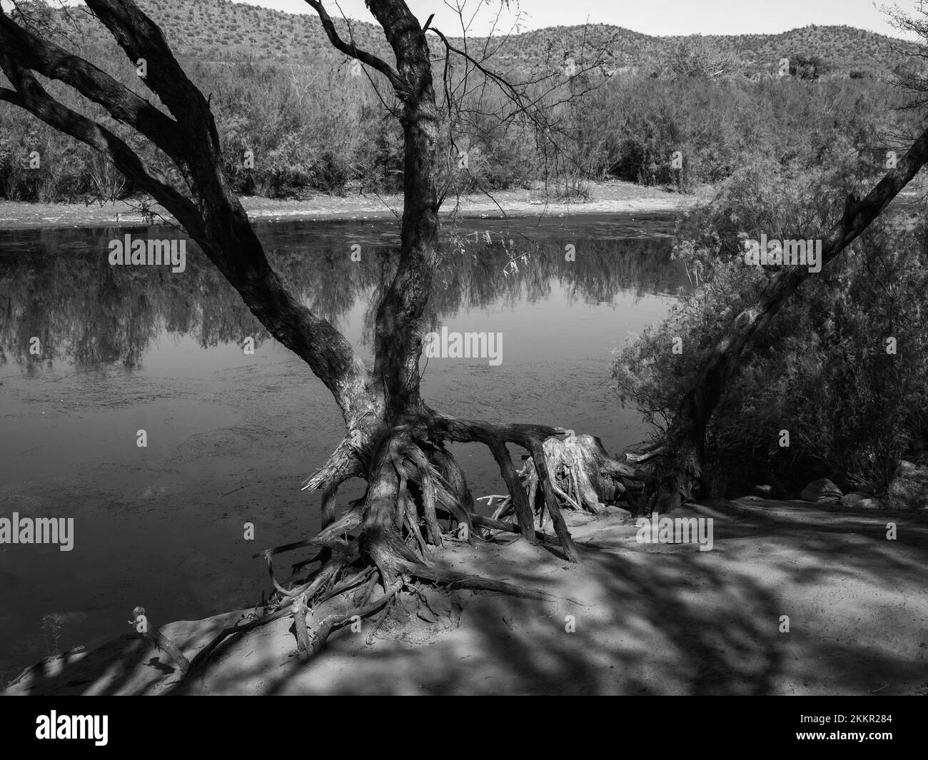 La caduta tardiva nel deserto dell'Arizona è un momento magico in cui le temperature scendono, la vita sembra ringiovanita e i colori dell'autunno persistono in aree occasionali Foto Stock