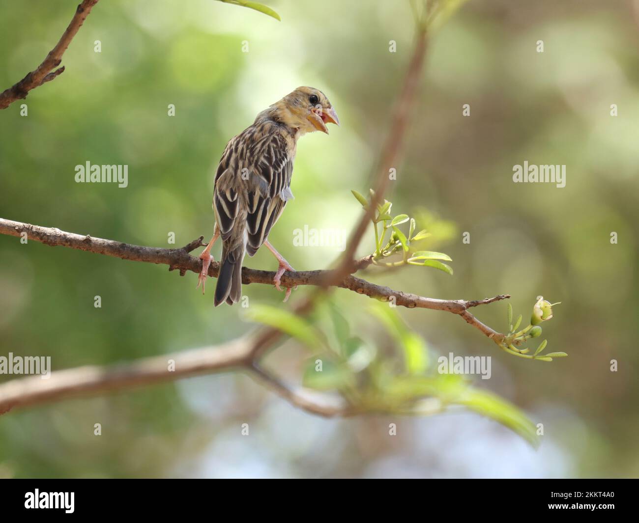 Baya tessitore, Ploceus philippinus, appollaiato sul ramo. Foto Stock
