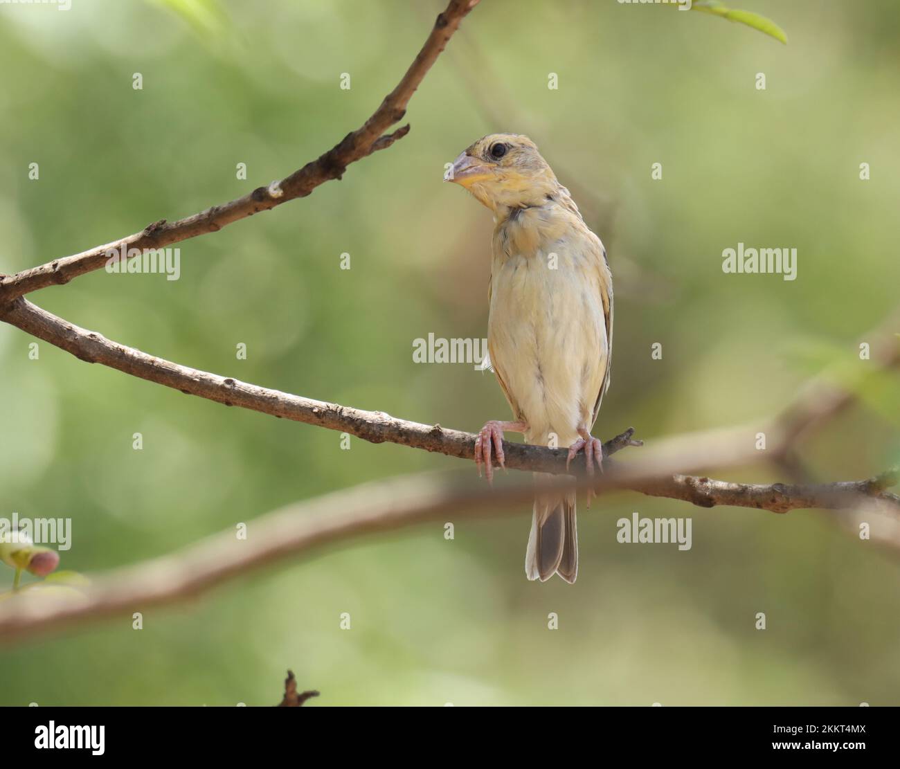 Baya tessitore, Ploceus philippinus, appollaiato sul ramo. Foto Stock