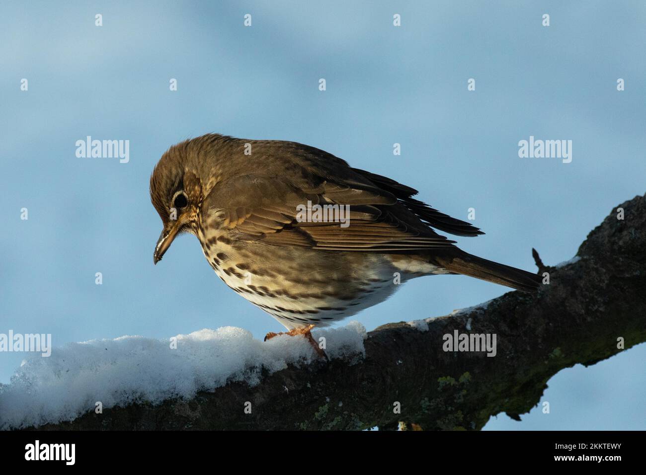 Canzone Thrush in piedi sul ramo con neve in basso a sinistra Foto Stock