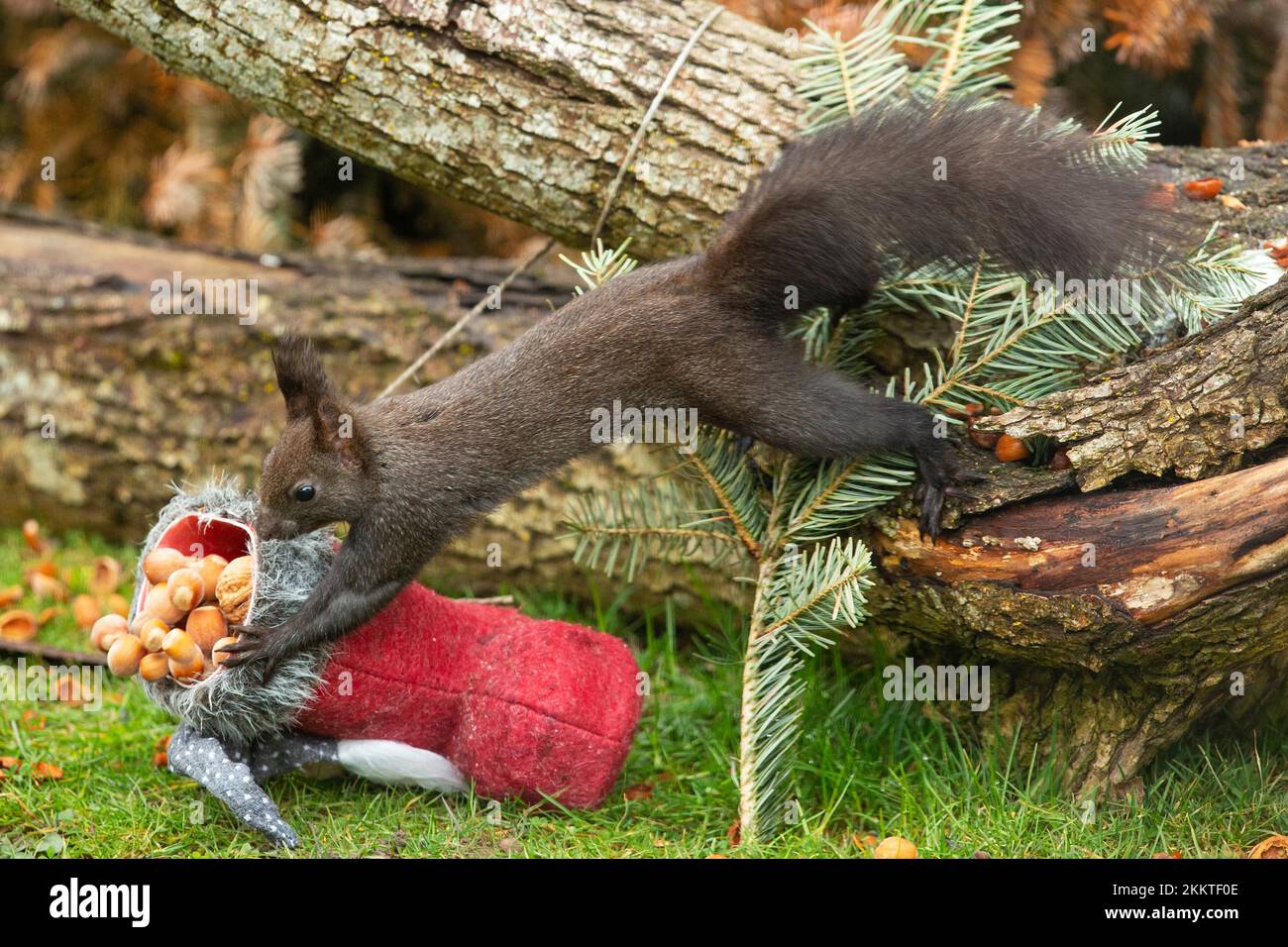 Scoiattolo teso dal tronco dell'albero allo stivale di Babbo Natale con dadi in piedi guardando a sinistra Foto Stock