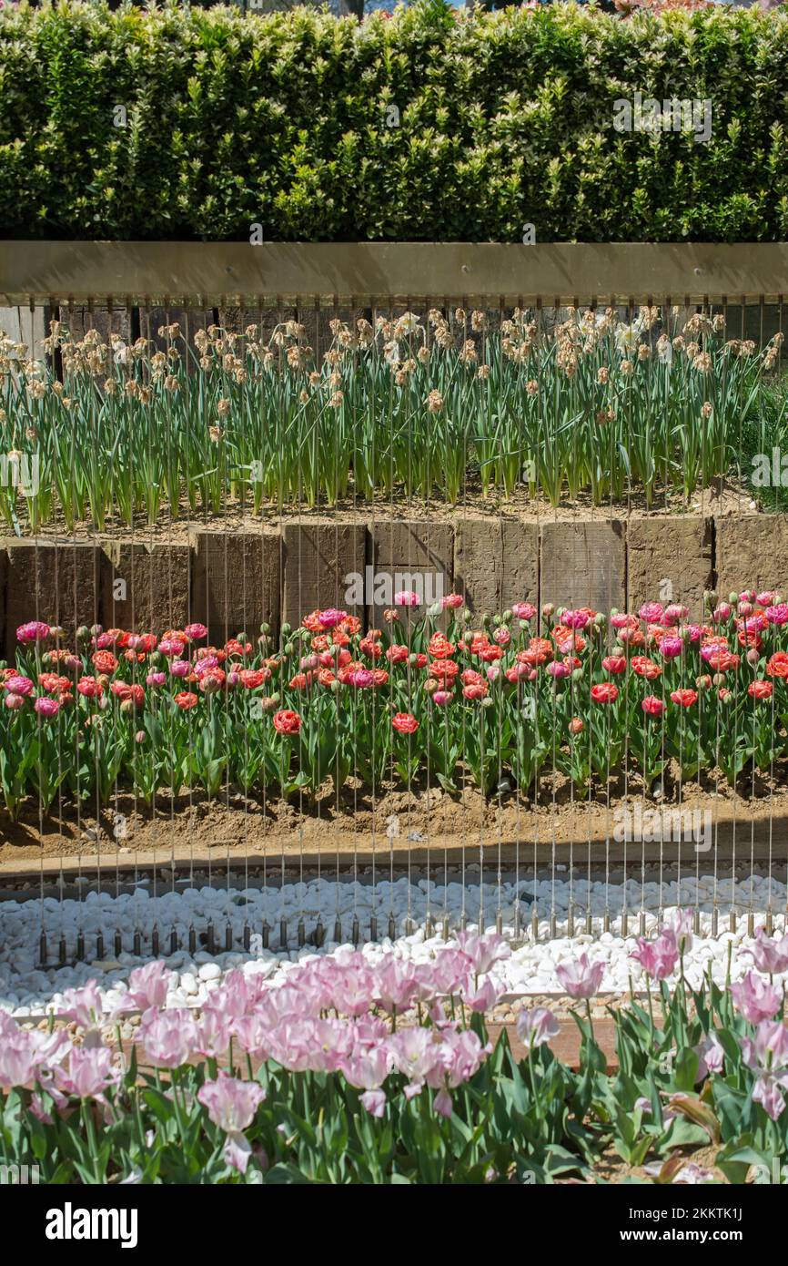Giardino con fiori di tulipano in fiore nel giardino primaverile Foto Stock