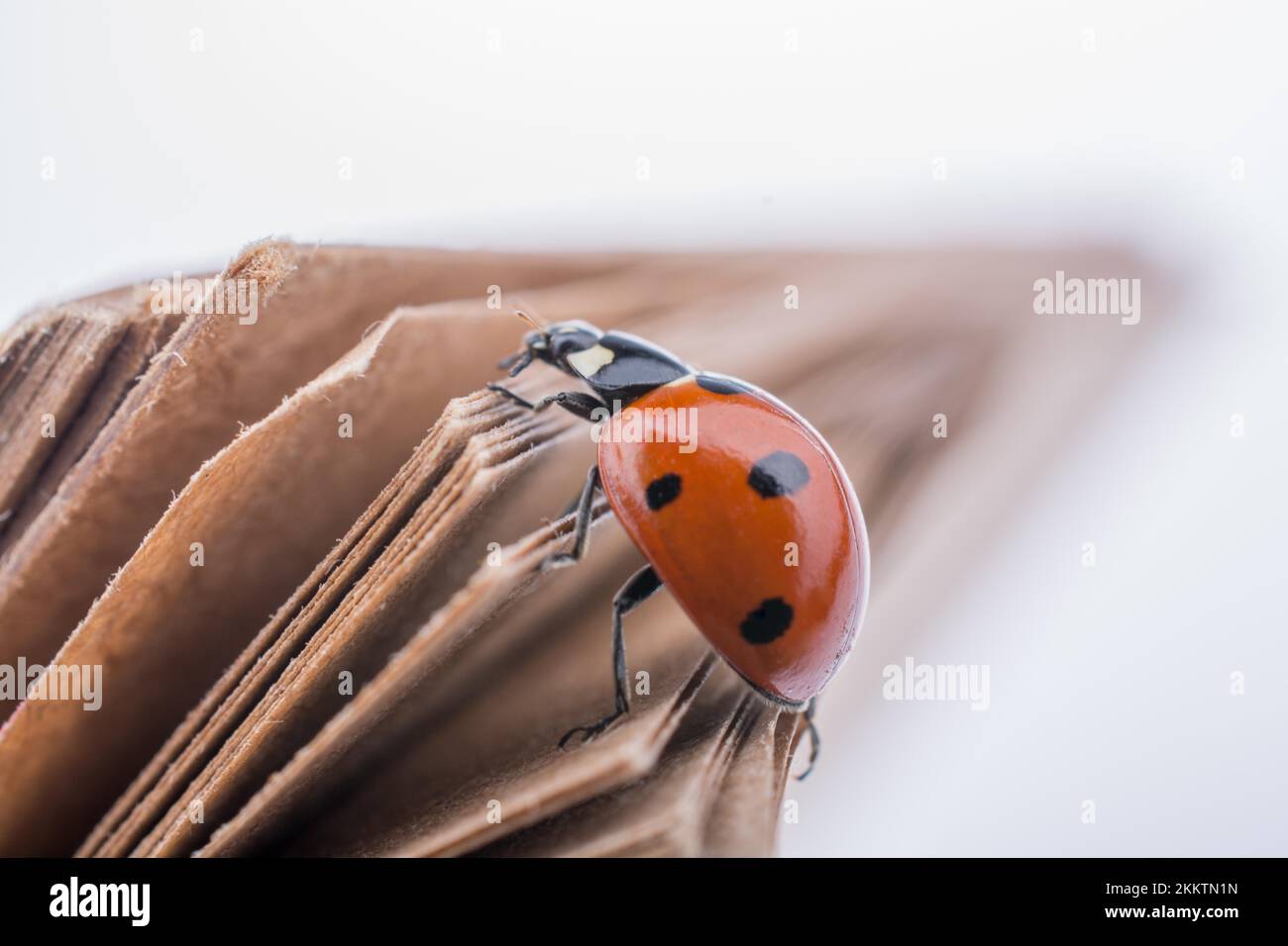 Bellissima foto di Red Ladybug camminando su un notebook Foto Stock