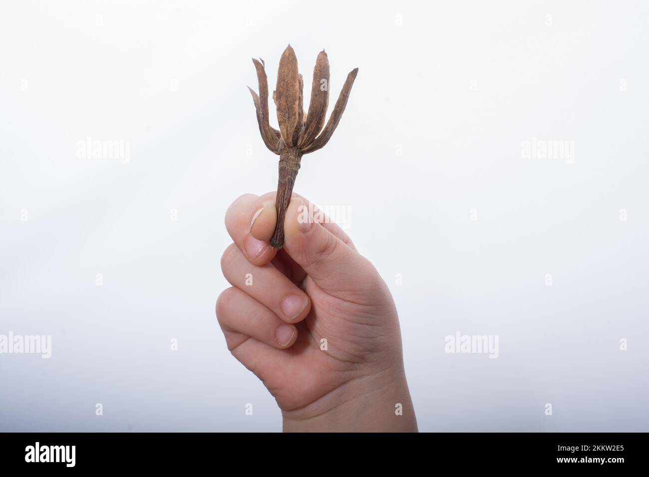 Una foglia secca separata dei tempi autunnali in mano Foto Stock