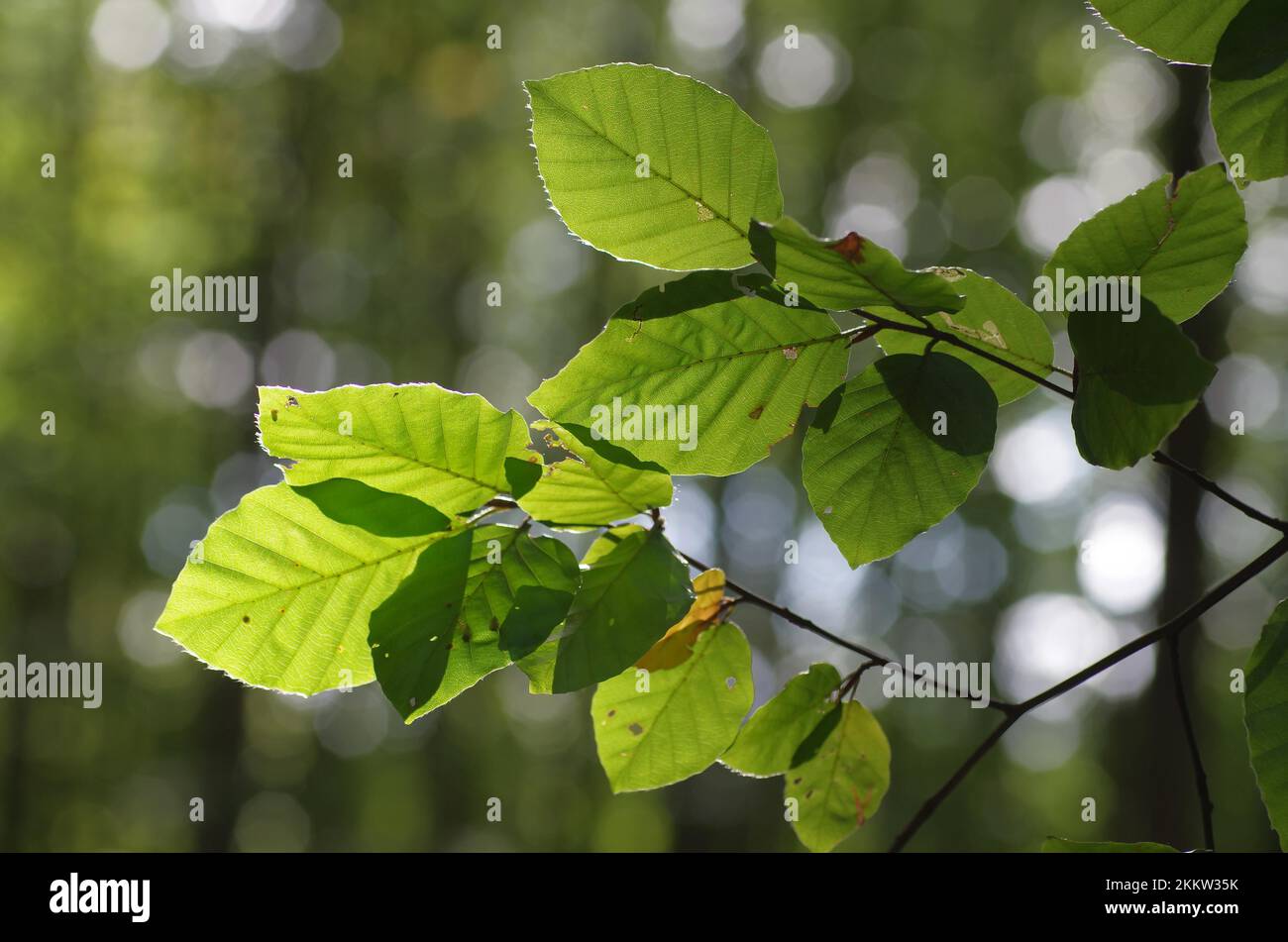 Faggio (Fagus), le foglie del faggio sono illuminate dal sole Foto Stock