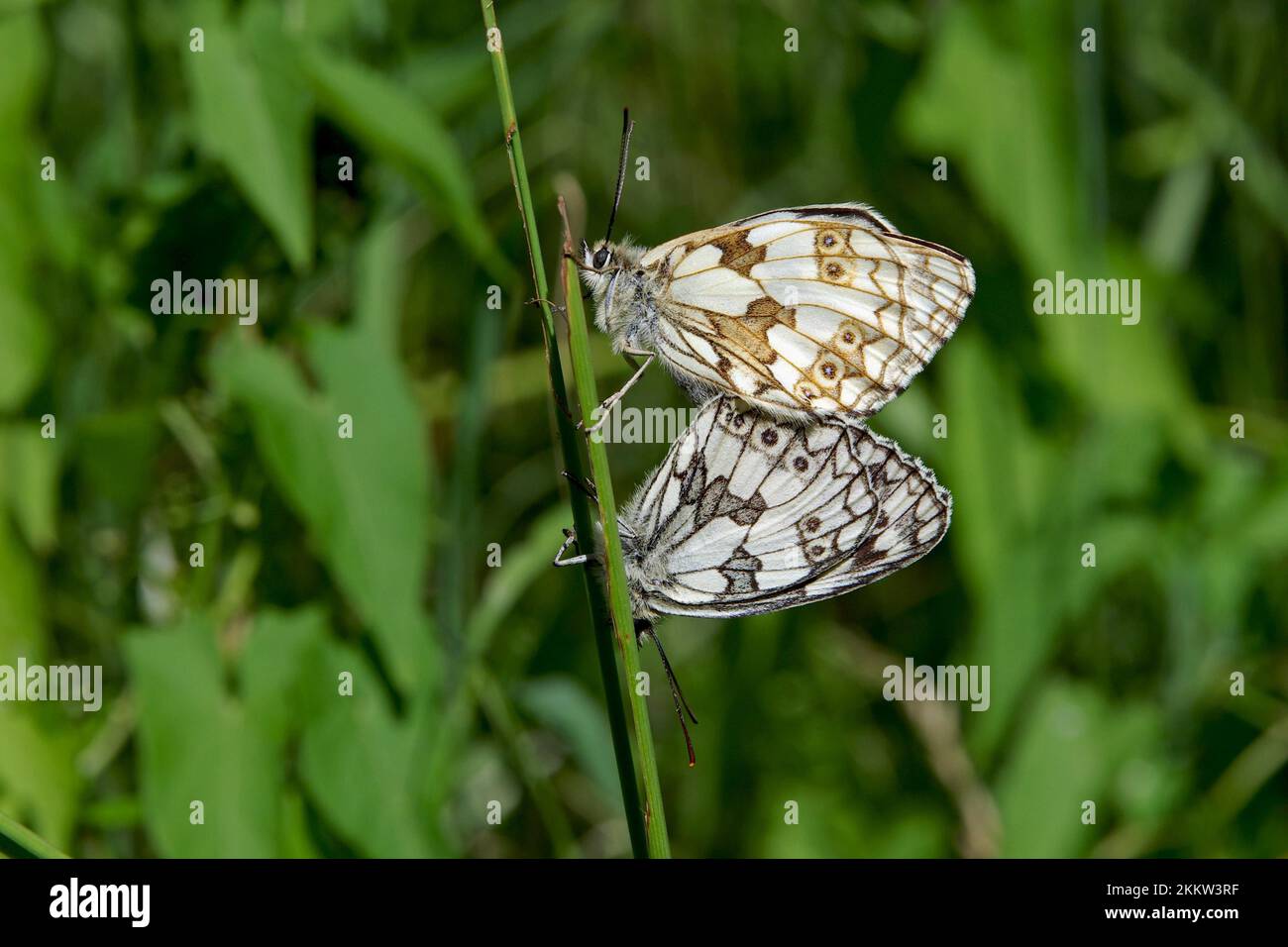 Bianco marmorizzato (Melanargia galathea), femmina, maschio, due farfalle su un filo d'erba Foto Stock