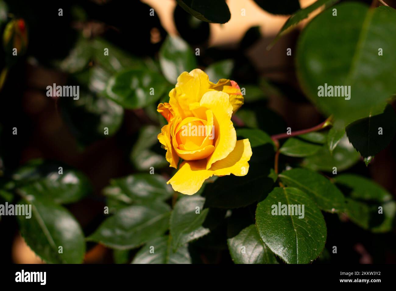 incredibilmente bella singola rosa gialla nel giardino, fiori fioriscono Foto Stock