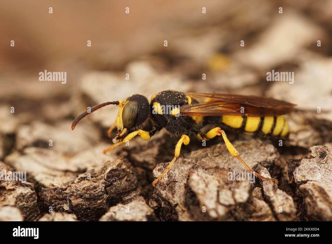Primo piano di una vespa di scavatore dalla coda ricurva, Cerceris rybyensis seduta su legno Foto Stock