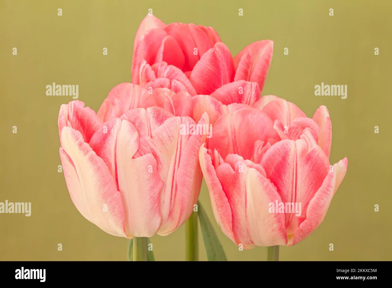 Tulipa 'Foxtrot', doppio tulipano rosa Foto Stock