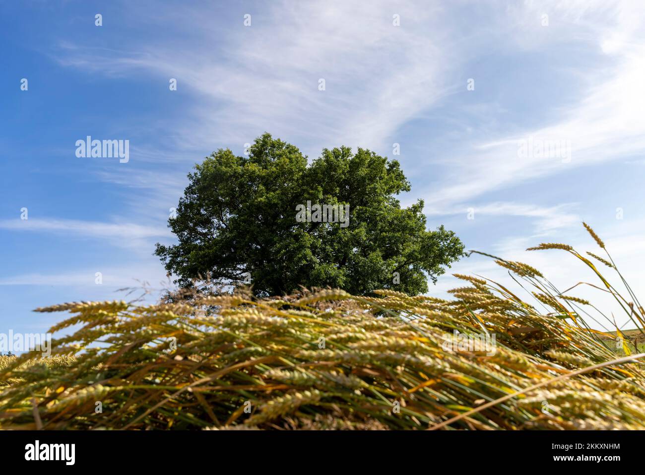 Una quercia con fogliame verde in un campo con grano giallo, una quercia solitaria che cresce in un campo tra grano dorato Foto Stock