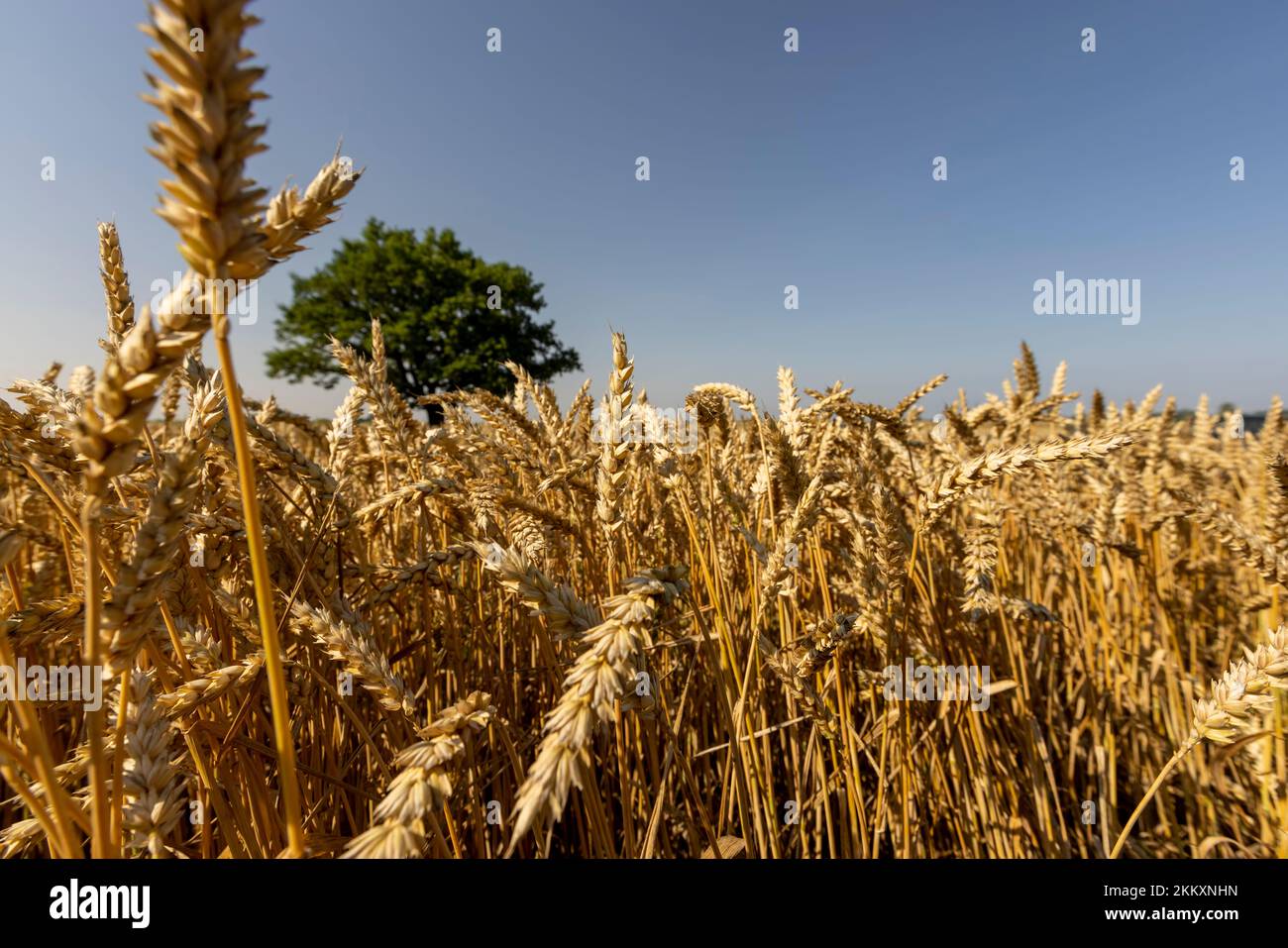 Crescere in un campo con grano, una sola quercia con fogliame verde, una quercia che cresce in un campo con cereali maturi in estate Foto Stock