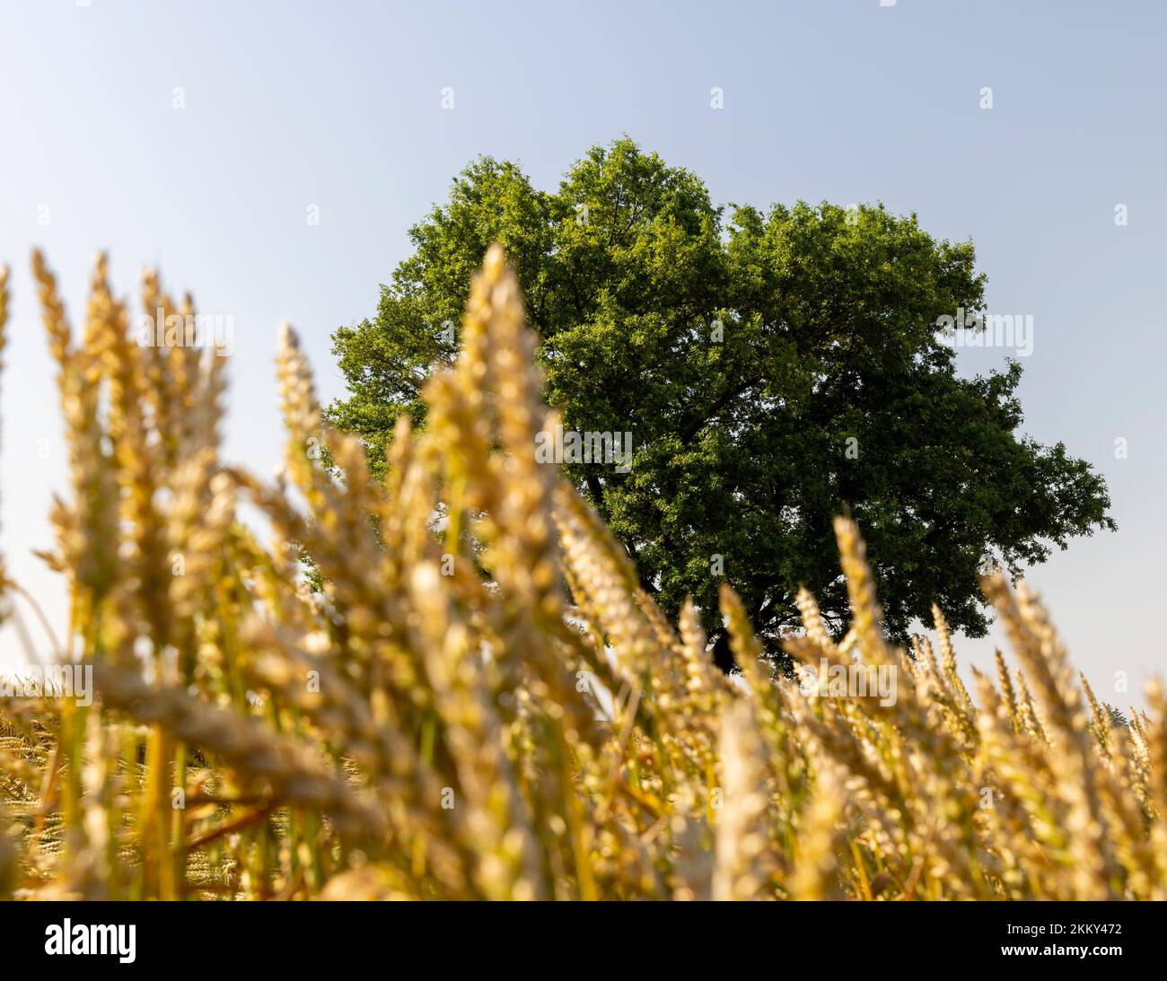Crescere in un campo con grano, una sola quercia con fogliame verde, una quercia che cresce in un campo con cereali maturi in estate Foto Stock