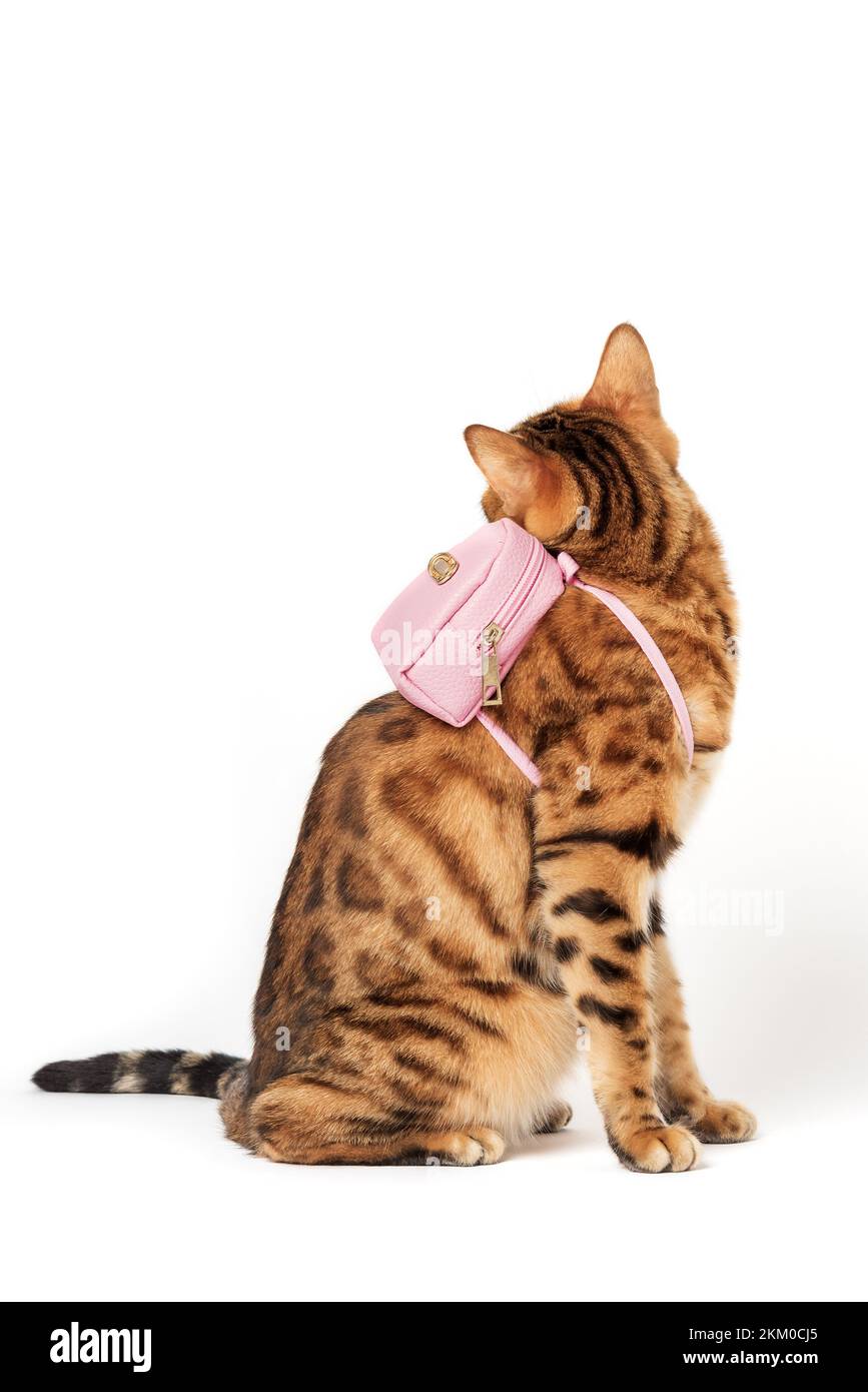 Gatto bengala con uno zaino rosa sulla schiena su sfondo bianco. Gatto viaggiatore nazionale o esploratore. Foto Stock