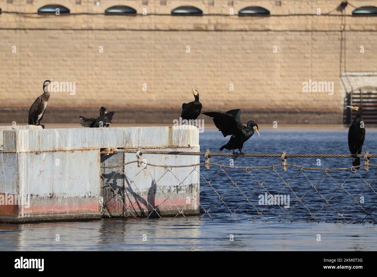 Grandi uccelli cormorani (Phalacrocorax carbo) sul fiume nilo ad Assuan Foto Stock