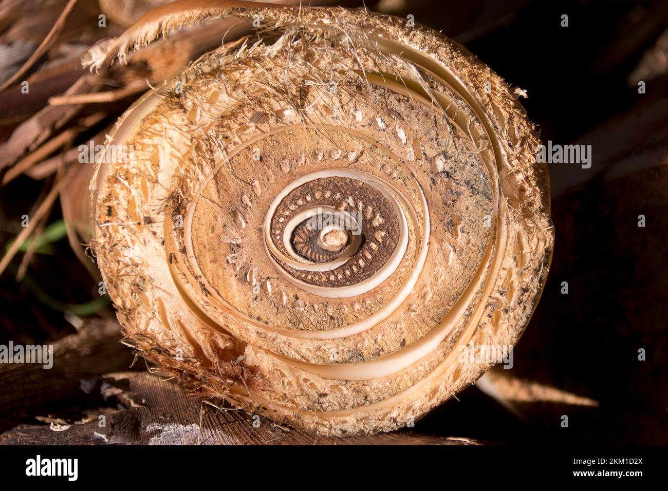 Tagliare il tronco (circa 25cm cm) di Strelitzia Nicolai, uccello gigante del Paradiso, mostrando intricati dettagli di crescita. Giardino australiano. Foto Stock