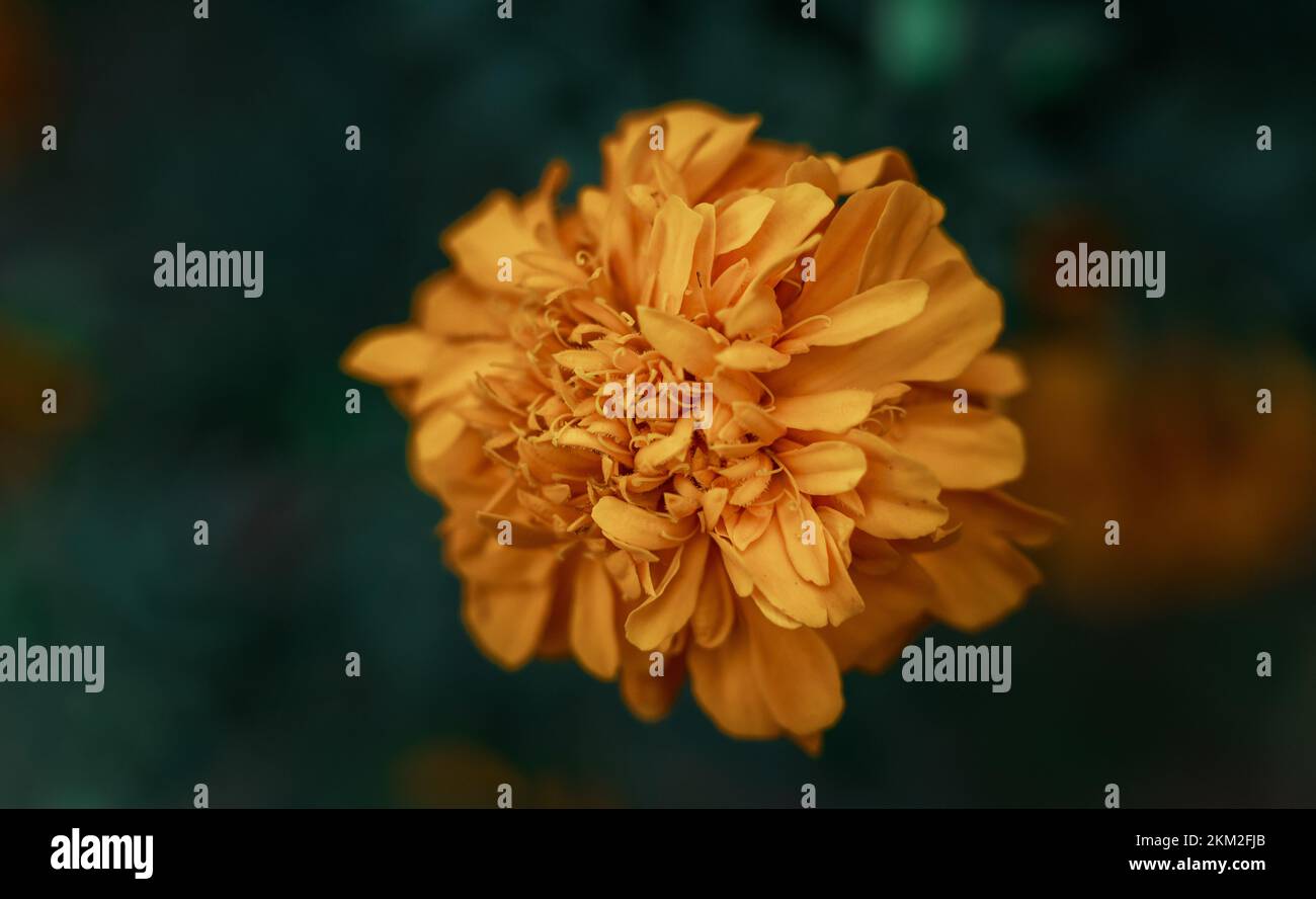 Marigold isolato con sfondo verde più scuro Foto Stock