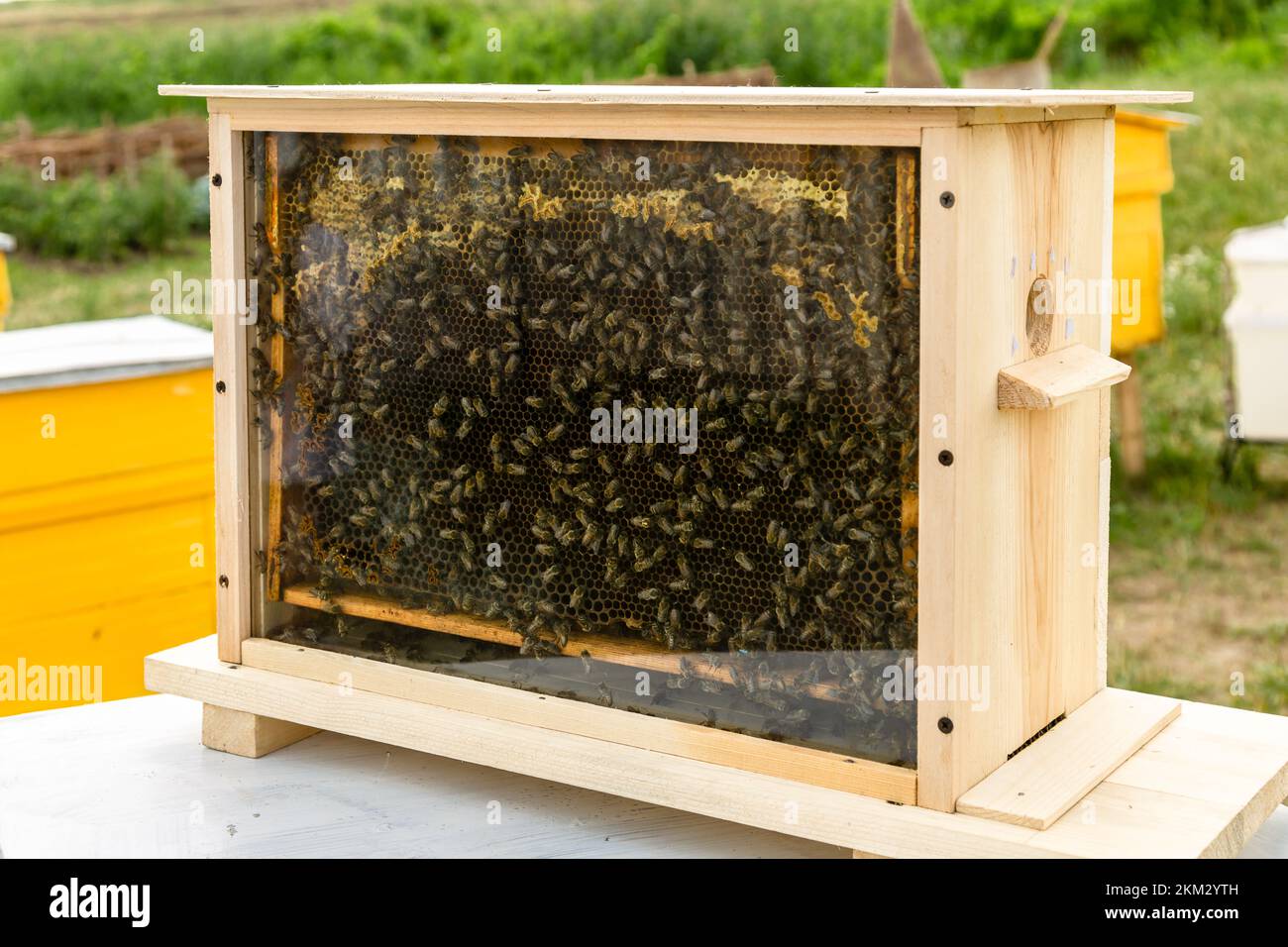 Api al miele. Alveare dell'ape del miele con miele del pettine e cera in un'esposizione dietro il vetro. Foto Stock