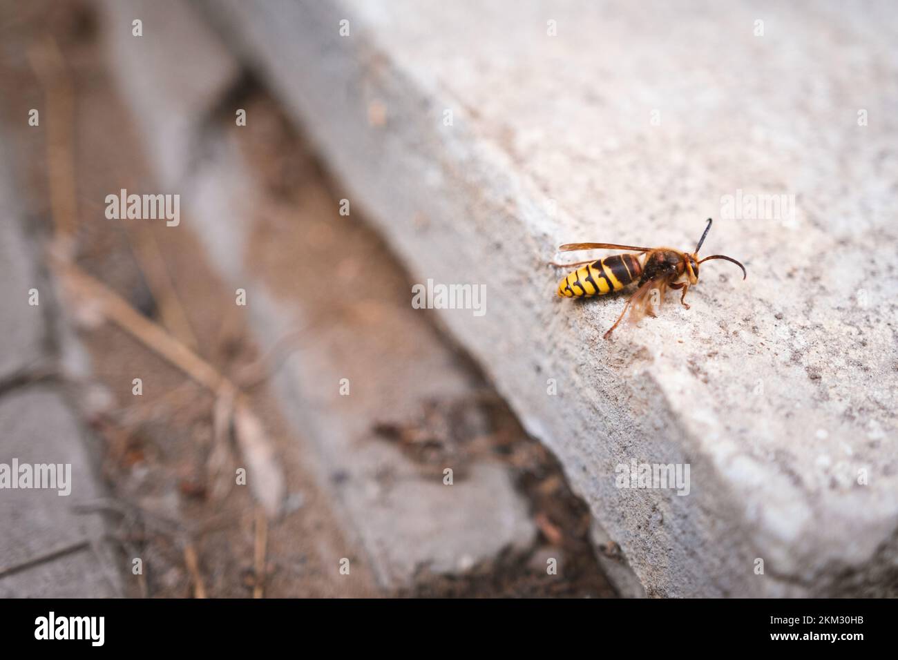 Hornet arrampicata su un palo e una piastrella di cemento - Vespa crabro - un grande insetto Foto Stock