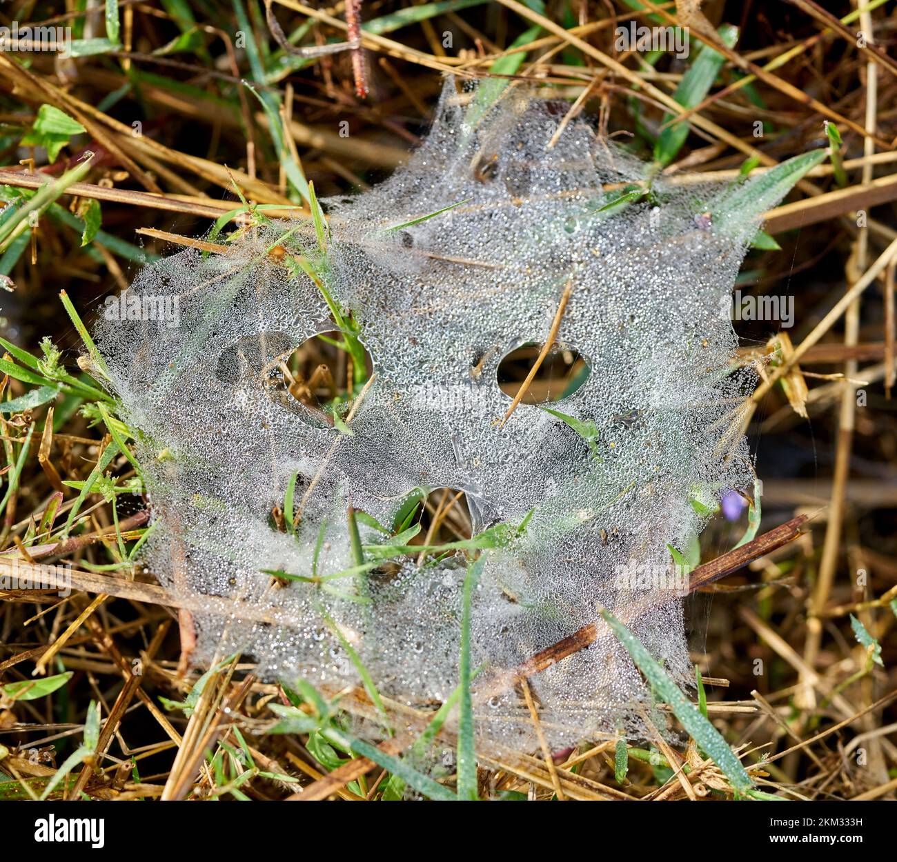 Una ragnatela dall'aspetto spoky con gocce di rugiada al mattino presto. Foto Stock