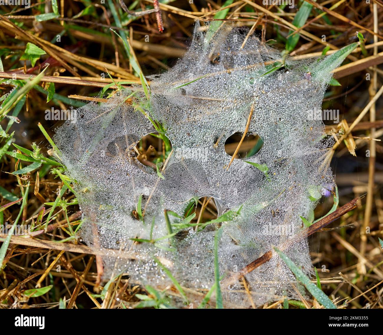 Una ragnatela dall'aspetto spoky con gocce di rugiada al mattino presto. Foto Stock