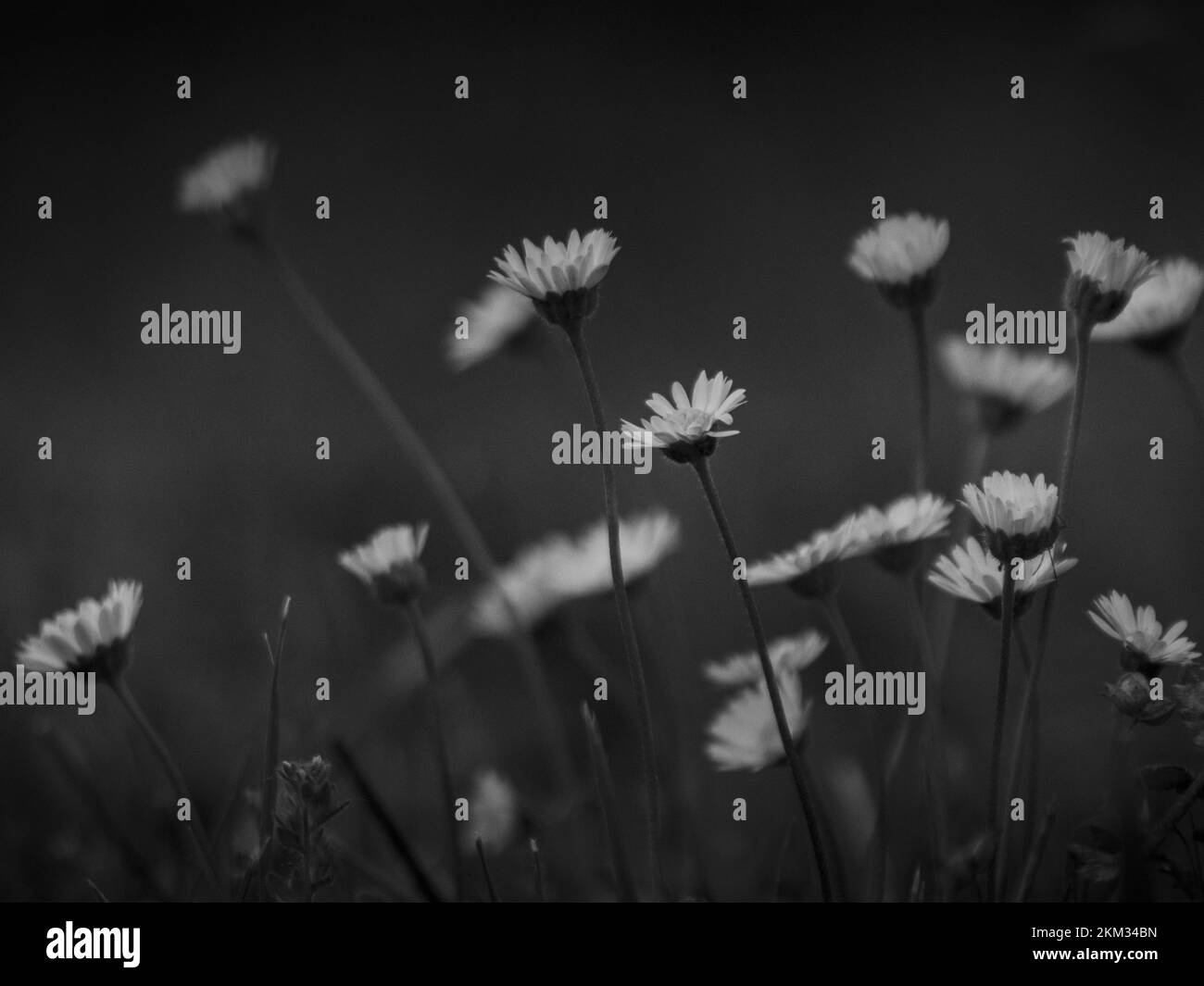 fiore bianco e nero in uno sfondo sfocato. primo piano con fiori a margherita. Foto Stock