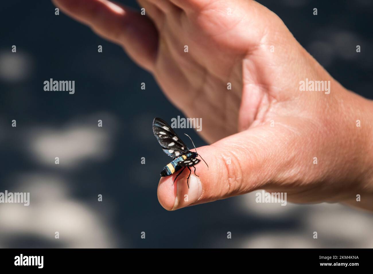 Farfalla nera che atterra sul dito della mano della donna primo piano Foto Stock