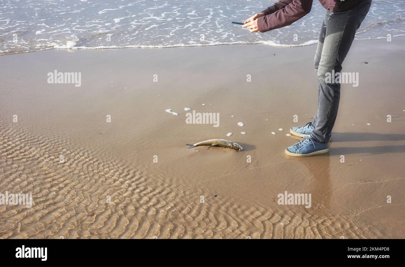 Una persona che scatta una foto di un pesce morto sulla spiaggia. Foto Stock