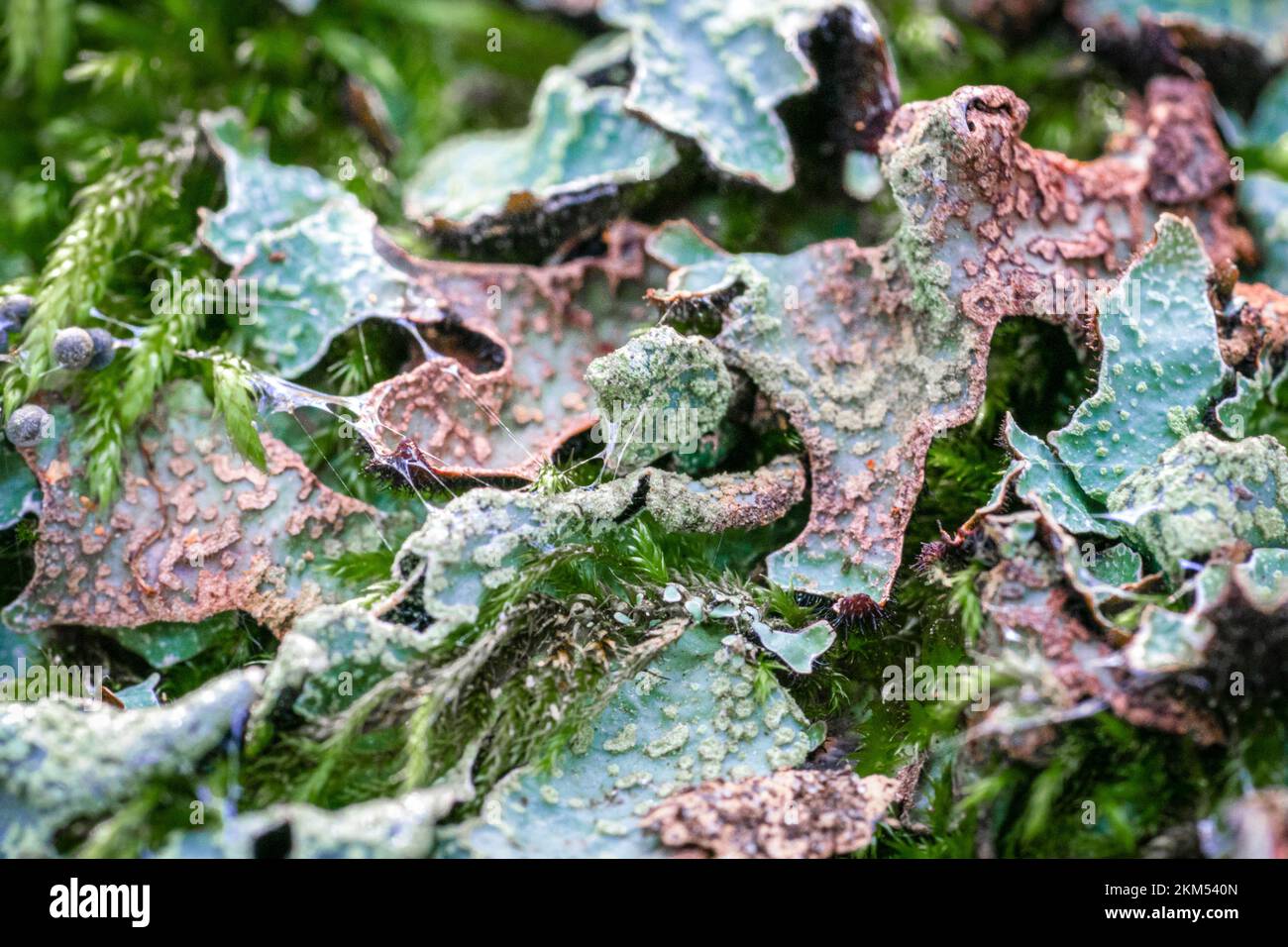 Macrofo di licheni verdi di fine fogliose rosse che assomiglia alle foglie con muschio Foto Stock