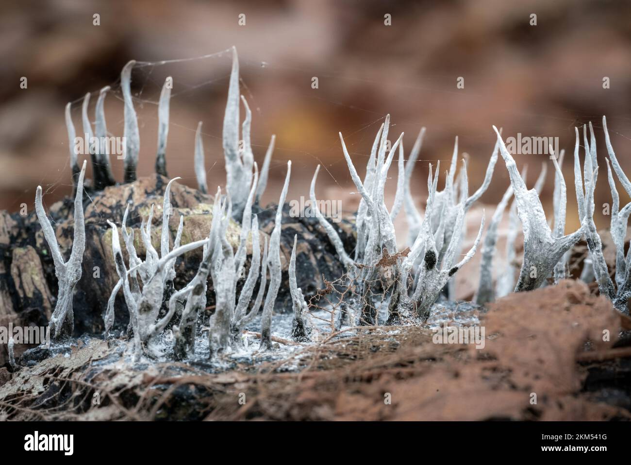 Macrofo di licheni cladonia bianchi su legno morto Foto Stock