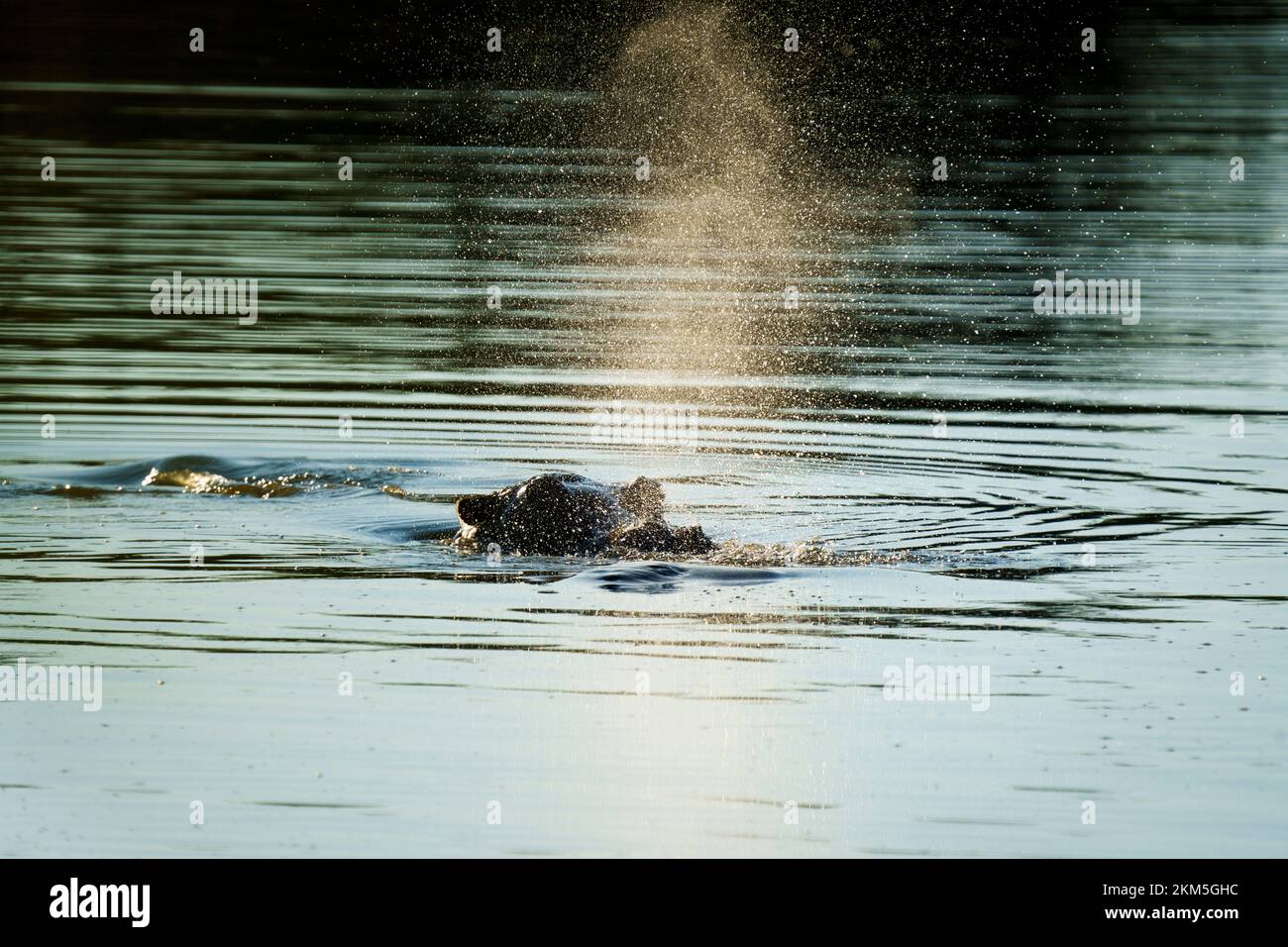 Hippopotamus sott'acqua. Nebbia che soffia ippopotamo. hippopotamus sott'acqua. (Hippopotamus amphibius) Parco Nazionale di Hwange, Zimbabwe, Africa Foto Stock