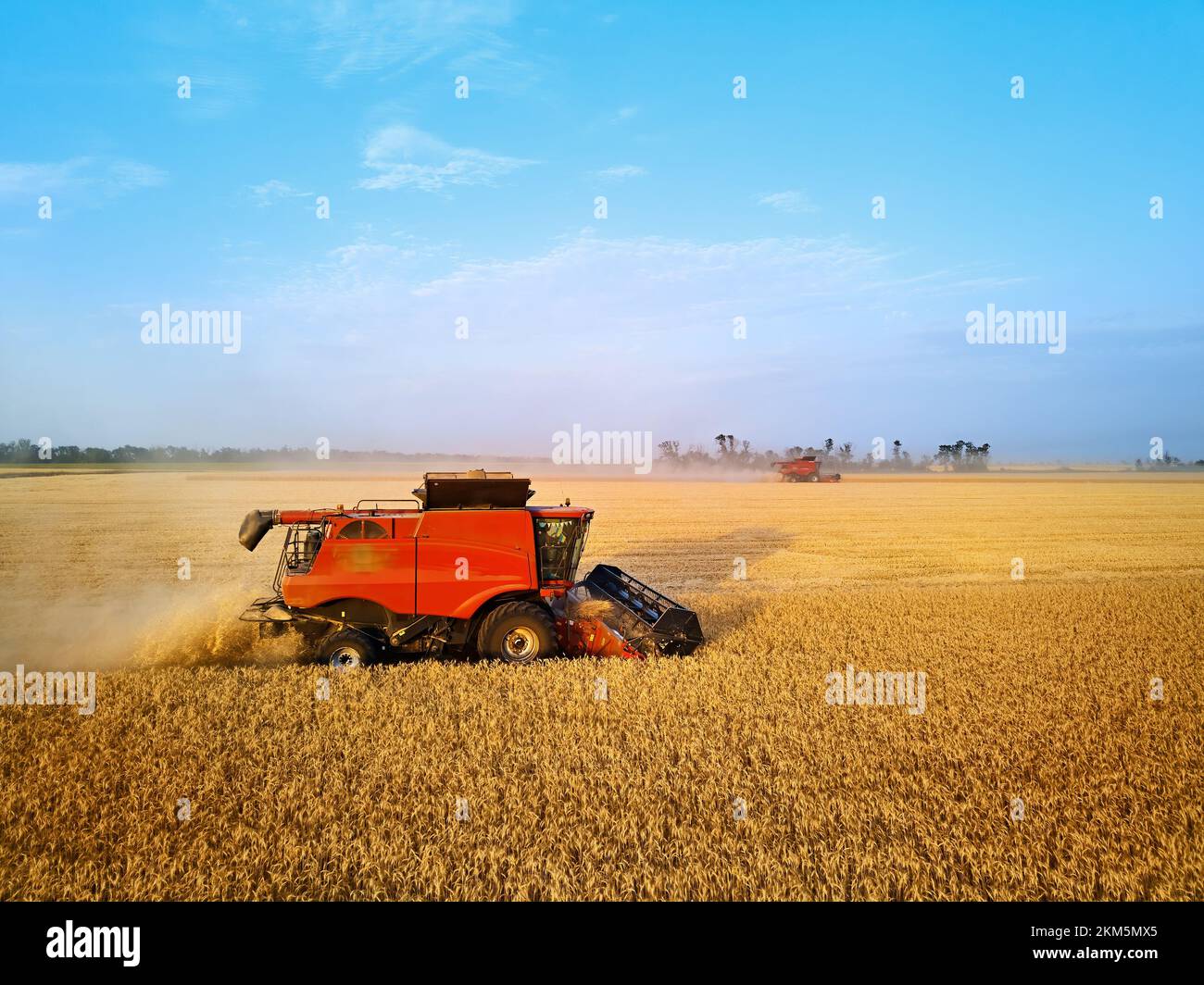 Foto aerea del drone della mietitrice rossa che lavora in campo di grano al tramonto. Il dispositivo di comando della macchina da raccolta mietitrebbia taglia il prodotto in terreni agricoli. Agricoltura biologica Foto Stock