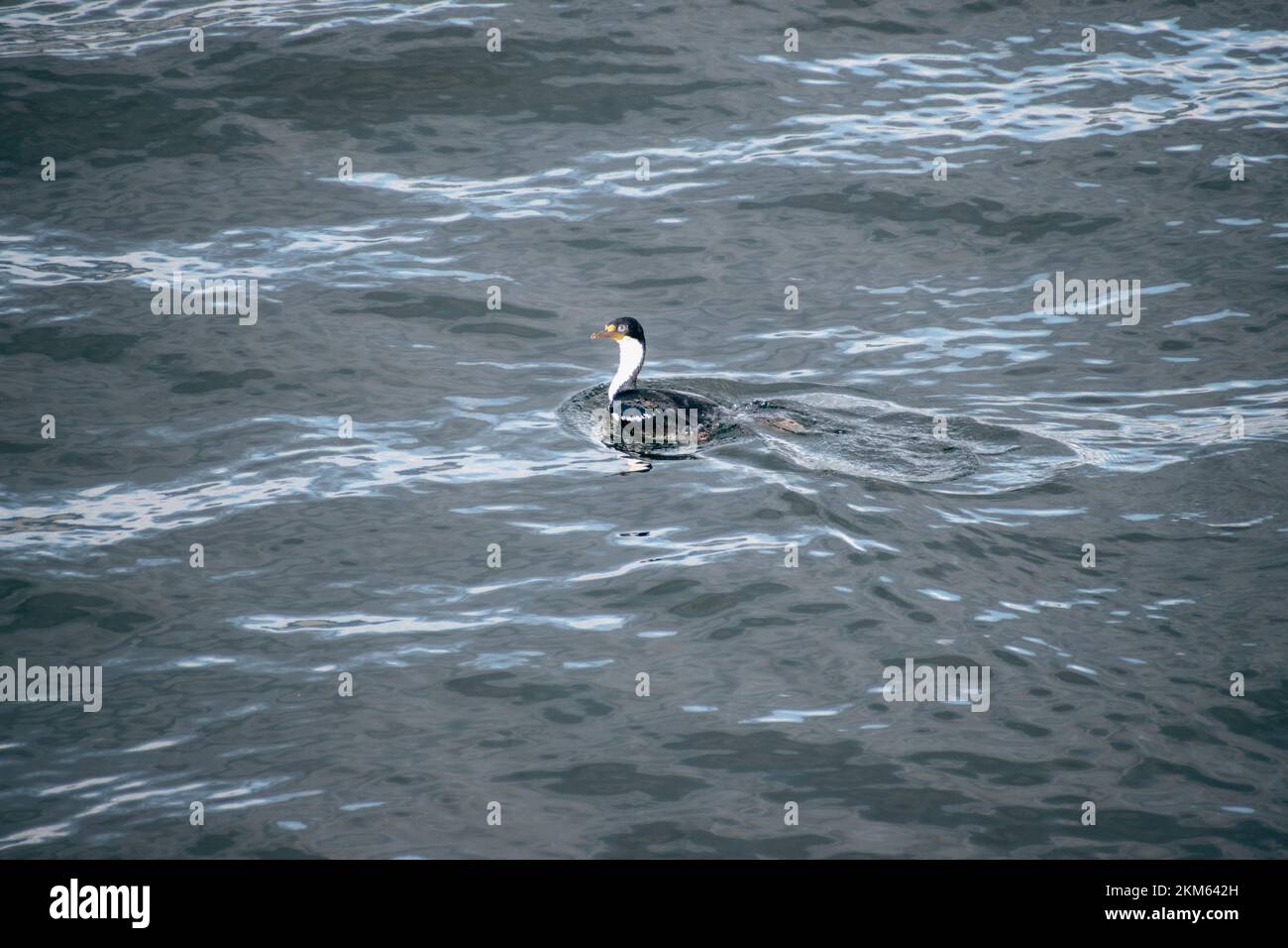 Un uccello di scoglio di roccia che bobbing nell'acqua intorno Foto Stock