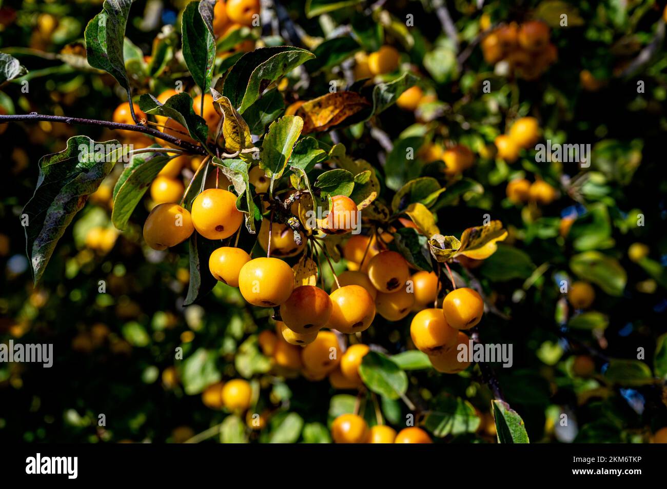 Malus Butterball, granchio mela Butterball, Rosaceae. Frutta gialla al sole d'autunno. Foto Stock