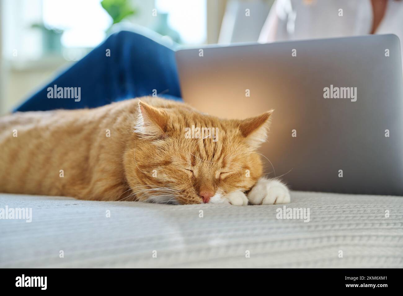 Gatto zenzero addormentato a casa sul letto, donna che usa il laptop sullo sfondo Foto Stock