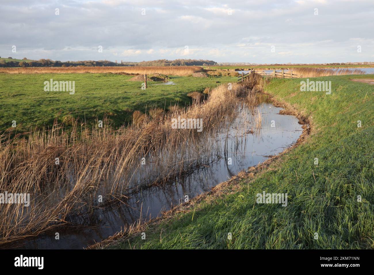 Paesaggio di ruscello con canne lungo una banca in sole d'inverno Foto Stock