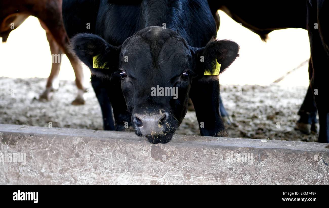 primo piano. il toro giovane masticare il fieno. vola in giro. Fila di mucche, grande nero purebred, tori di allevamento mangiano fieno. agricoltura allevamento di bestiame o ranch. un grande capannone, fienile. Foto di alta qualità Foto Stock