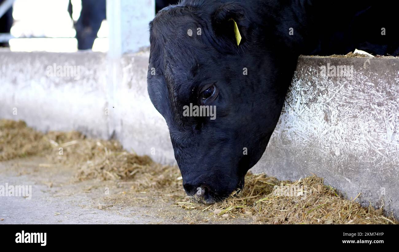primo piano. il toro giovane masticare il fieno. vola in giro. Fila di mucche, grande nero purebred, tori di allevamento mangiano fieno. agricoltura allevamento di bestiame o ranch. un grande capannone, fienile. Foto di alta qualità Foto Stock