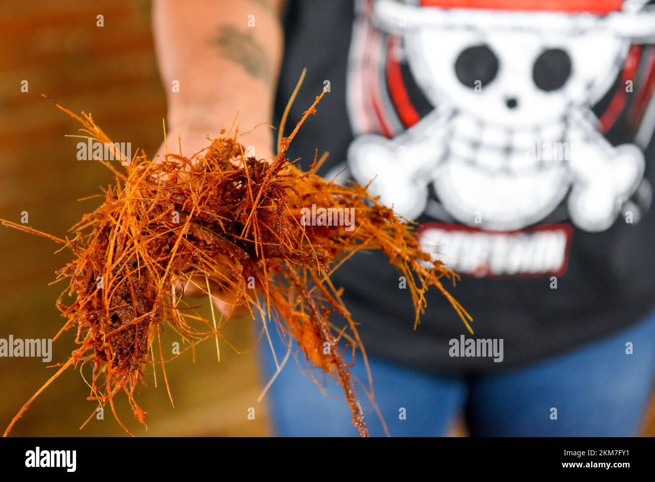 Particolare di una fibra di agave arrosto prima del suo viaggio per essere trasformato in Mezcal , Oaxaca Messico Foto Stock