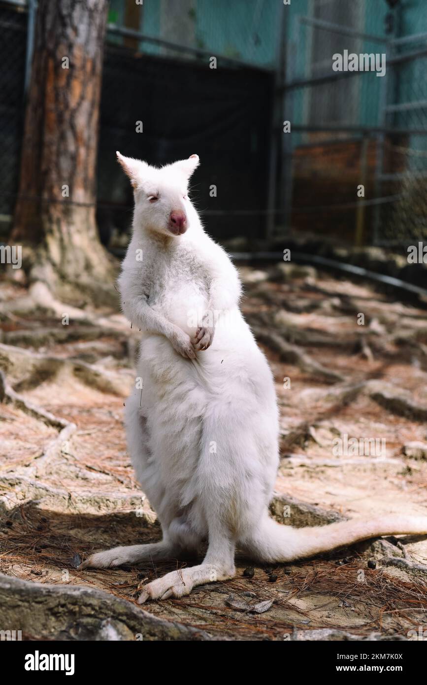 il canguro australiano wallaby bianco che si erge da solo Foto Stock