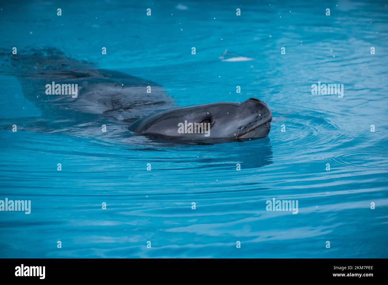 Una foca leopardata che nuota nell'acqua intorno a Enterprise Island. Foto Stock
