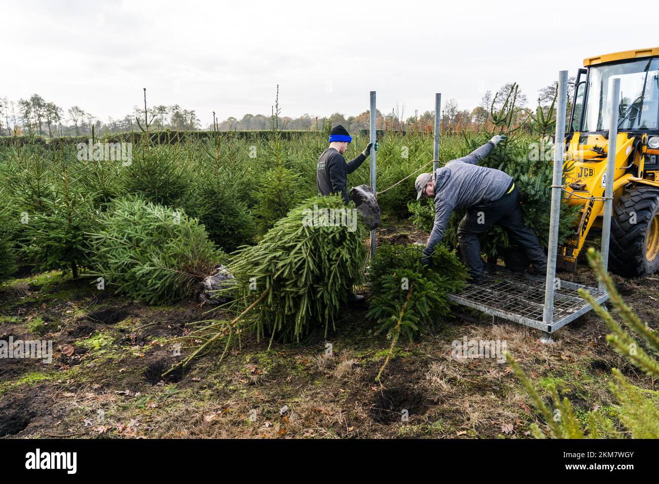 GREENKAN - gli alberi di Natale vengono scavati nel vivaio Jan van Vulpen. Gli alberi di Natale sono trasportati alla serra da camion elevatore. Con l'avvicinarsi del Natale, la domanda dei consumatori per gli alberi di Natale sta aumentando. ANP JEROEN JUMELET netherlands OUT - belgium OUT Credit: ANP/Alamy Live News Foto Stock