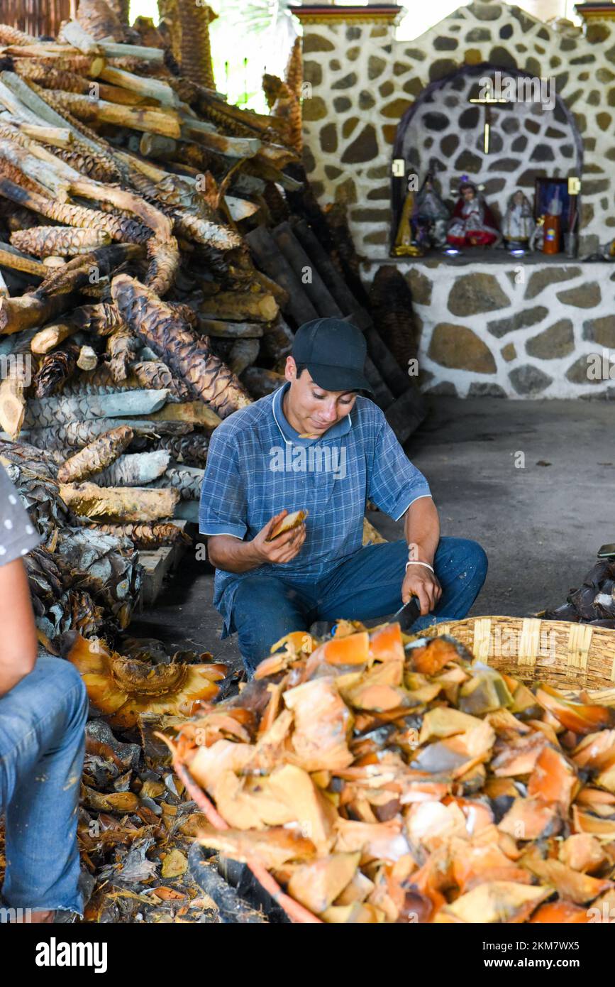 Operaio messicano che trita i cuori di agave arrostiti in un palenque mezcal artigianale, stato di Oaxaca, Messico Foto Stock