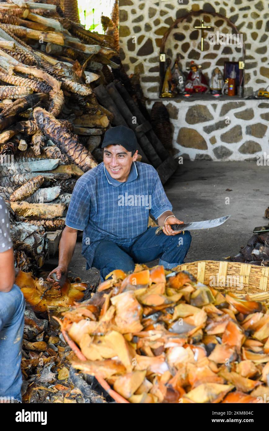 Operaio messicano che trita i cuori di agave arrostiti in un palenque mezcal artigianale, stato di Oaxaca, Messico Foto Stock
