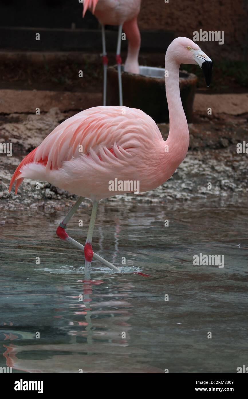 Uno scatto verticale di un bel fenicottero rosa che cammina sull'acqua Foto Stock