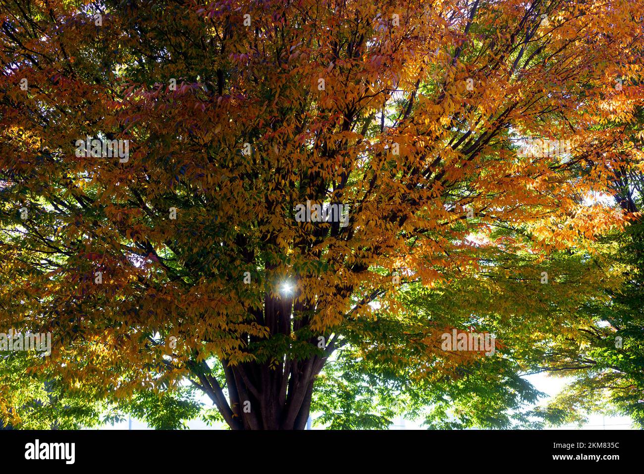 Filtraggio della luce solare attraverso il Fall Foliage Foto Stock