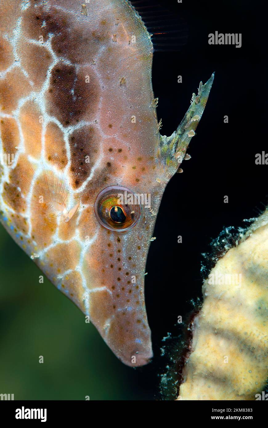 Snella filefish, (Monacanthus tuckeri) , Bonaire Foto Stock