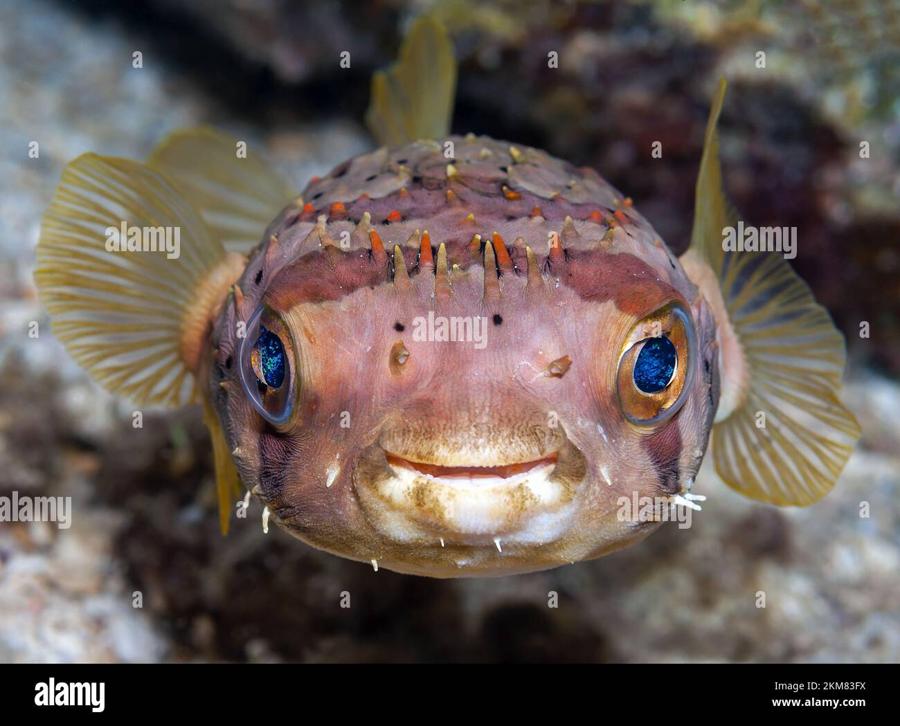 Pesce puffer, Bonaire Foto Stock