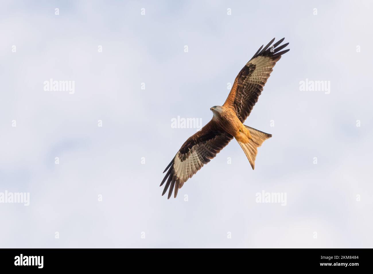 Aquilone rosso (Milvus milvus) che sorvola la campagna del Norfolk, Regno Unito. Bellissimo rapace britannico. Foto Stock